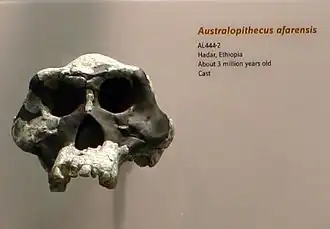 AL 444-2 (A. afarensis)