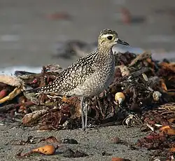 Pluvier bronzé sur une plage en plumage internuptial (hivernal), gris moucheté de blanc, avec un sourcil blanc bien visible.