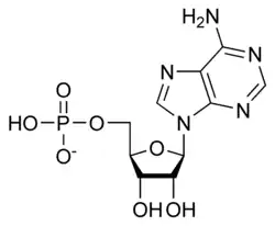 Adénosine monophosphate