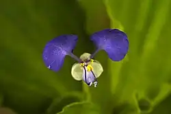 Commelina benghalensis&nbsp;(en)remarquez les 5 étamines2 grands pétales supérieurs1 pétale inférieur réduit