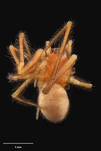 Description de l'image AS000002 Icona alba Forster 1956 Te Papa 125223 262223.jpg.