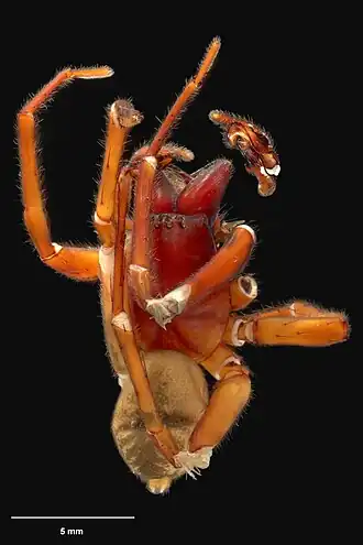 Description de l'image AS000032 Mamoea grandiosa Wilton & Forster 1973 Te Papa 125541 262268.jpg.