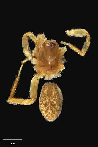 Description de l'image AS000040 Pakeha hiloa Wilton & Forster 1973 Te Papa 125578 262278.jpg.