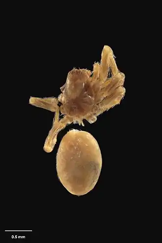 Description de l'image AS000053 Ahua insula Wilton & Forster 1973 Te Papa 125687 262295.jpg.