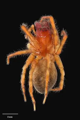 Description de l'image AS000065 Oramia marplesi Forster 1964 Te Papa 125811 262319.jpg.