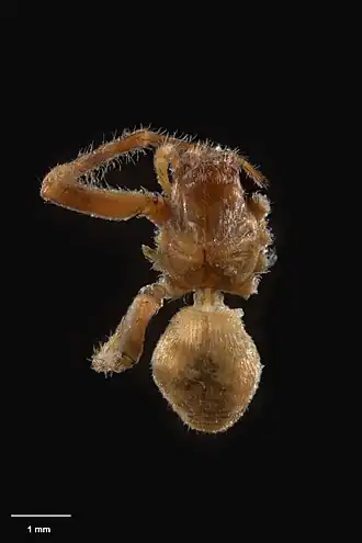 Description de l'image AS000072 Panoa mora Forster 1970 Te Papa 125831 226427.jpg.