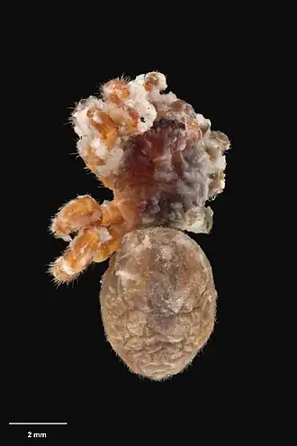 Description de l'image AS000079 Migas otari Wilton 1968 Te Papa 125876 262340.jpg.