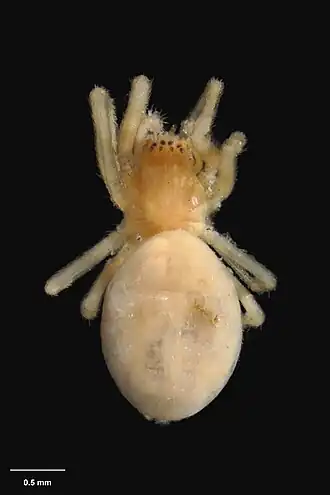 Description de l'image AS000082 Viridictyna parva Forster 1970 Te Papa 125953 262342.jpg.