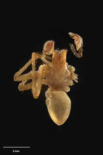 Description de l'image AS000105 Goyenia scitula Forster 1970 Te Papa 126997 226439.jpg.