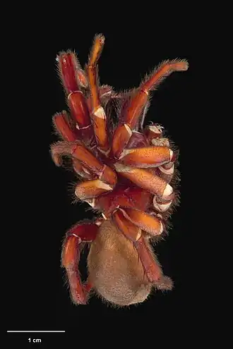 Description de l'image AS000123 Hexathele waita Forster 1968 Te Papa 127079 262393.jpg.