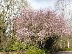 Cerisiers du Japon en fleurs.