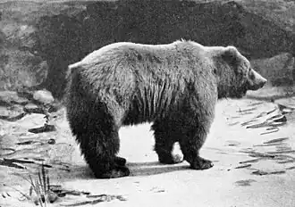 Photographie de 1913.