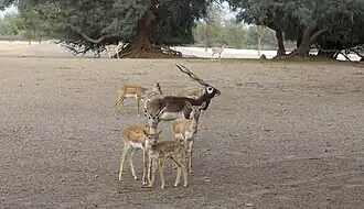 Image illustrative de l’article Désert du Cholistan