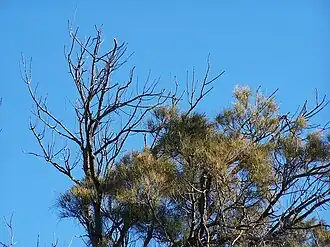 Description de cette image, également commentée ci-après