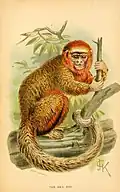 Planche zoologique, 1894