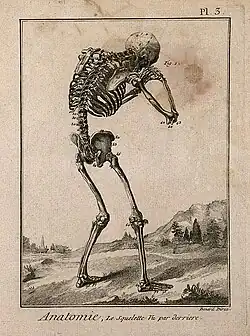 Squelette penché en avant vu de derrière, gravure sur métal de Benard (1779), d'après une gravure sur bois de 1543 (collection iconographique).