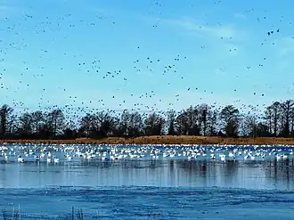 Image illustrative de l’article Lac Mattamuskeet
