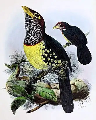 Description de l'image A monograph of the Capitonidæ, or scansorial barbets (20175874265) cleaned.jpg.