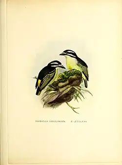 Deux oiseaux au ventre jaune et noir sur le dessus et la tête perchés sur des branches et un tas de terre