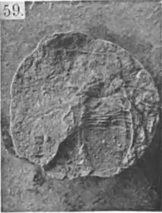 Description de l'image A monograph of the terrestrial Palaeozoic Arachnida of North America photos 53-59 59.png.