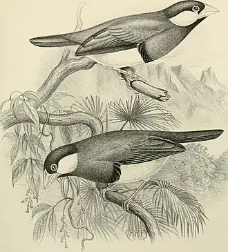 Description de l'image A monograph of the weaver-birds, Ploceidand arboreal and terrestrial finches, Fringillid (1888) (14563268269).jpg.