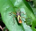Spartocerini : Euagona sp., Équateur