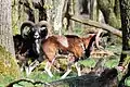 Mouflons