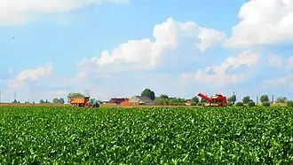 L'ancien village d'Aalbeke en été.