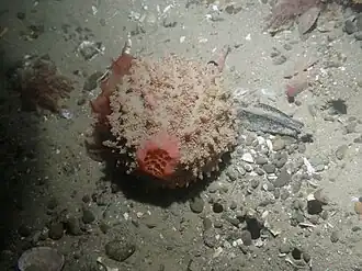 Description de l'image Aaptos globosa.jpg.