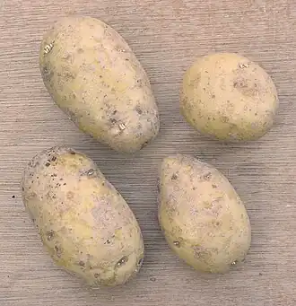 Image illustrative de l’article Nicola (pomme de terre)