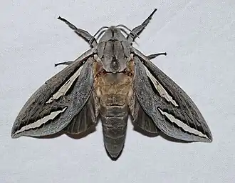 Description de l'image Abantiades magnificus 74234475.jpg.