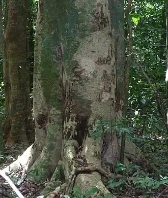 Description de l'image Abarema adenophora.jpg.