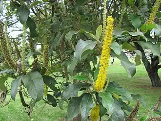 Description de l'image Abatia parviflora 33175956.jpg.