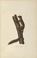 planche n°22 de Abbildungen zur Naturgeschichte Brasiliens (1822) par Maximilian Wied