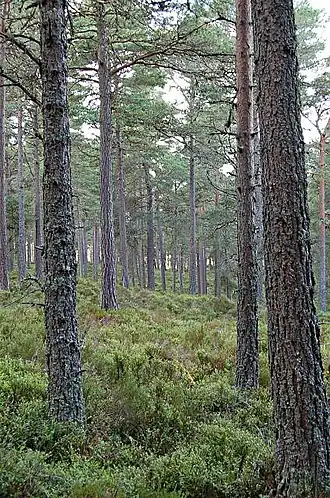 Image illustrative de l’article Forêt d'Abernethy