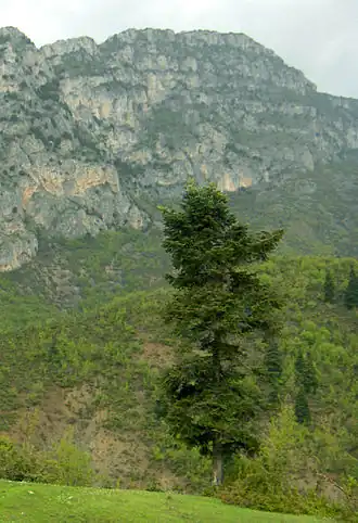 Description de l'image Abies borisii-regis Albania.jpg.