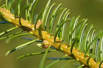 Aiguilles et bourgeons axiaux.