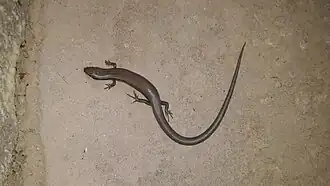 Description de l'image Ablepharus deserti.jpg.