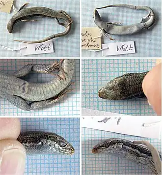 Description de l'image Ablepharus lindbergi (10.3897-zookeys.843.29420) Figure 11.jpg.