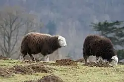 Photographie de deux moutons dans une prairie envahie de taupinières.