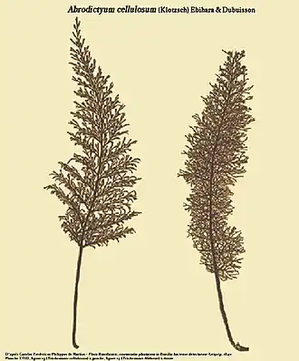 Abrodictyum cellulosum (Klotzsch) Ebihara & Dubuisson