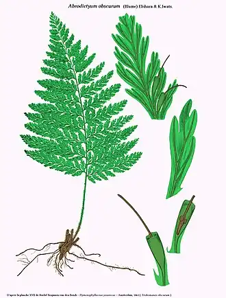 Abrodictyum obscurum (Blume) Ebihara & K.Iwats.