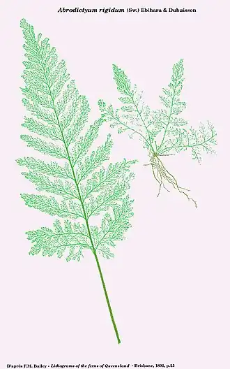 Abrodictym rigidum (Sw.) Ebihara & Dubuisson