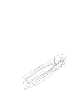 Abylopsis tetragona (Abylidae)