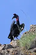 Bucorvus abyssinicus.
