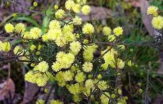 Description de l'image Acacia aculeatissima (Thin-leaf Wattle). (24368360674).jpg.