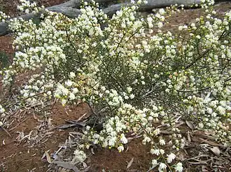 Description de l'image Acacia genistifolia 4.jpg.