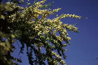 Description de l'image Acacia_rigidula.jpg.