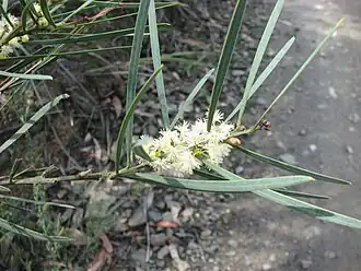 Description de l'image Acacia suaveolens.jpg.