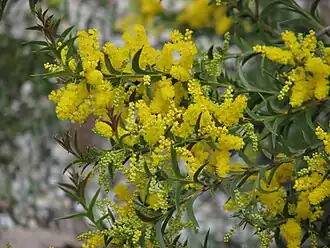 Description de l'image Acacia triptera.jpg.